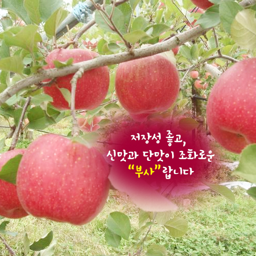 땀내기농원 꼬맹이 부사 10kg(50과내외)