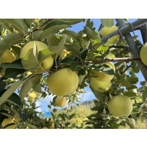시나노골드 5kg(15-16과) -일주일간 판매합니다.